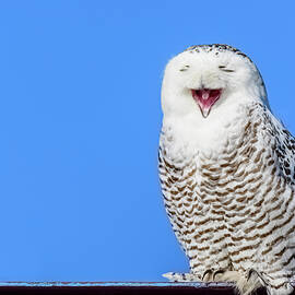 Laughing Snowy Owl  by LeeAnn McLaneGoetz McLaneGoetzStudioLLCcom