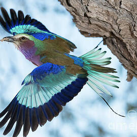 Lilac breasted roller in flight by Tony Camacho