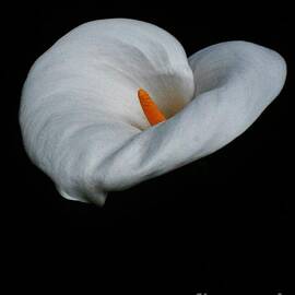 Lily by Jimmy Chuck Smith