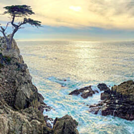 Lone Cypress  by Christina Ford