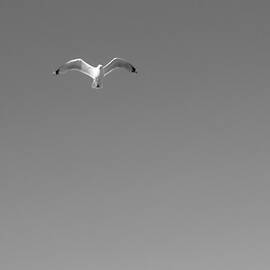 Lone Seagull Flying along the Sea Shore by Srinivasan Venkatarajan