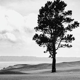Lone Tree by David Lee