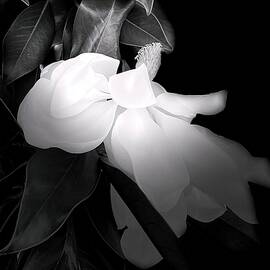 Magnolia in BW by Christina Ford