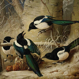 Magpies Round A Dead Female Capercaillie, from 1867