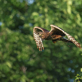 Marsh Hawk by Brook Burling