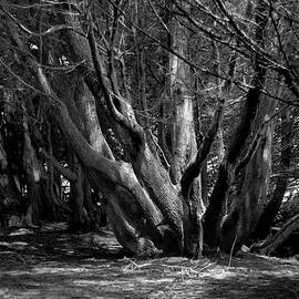 Monterey Cyprus Grove by Frank Wilson