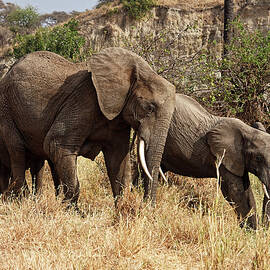Mother and Young Elephants by Sally Weigand