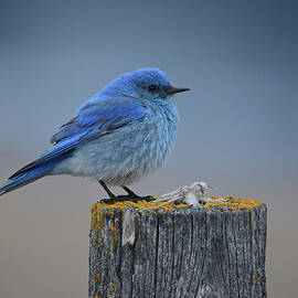 Mountain Bluebird 2 by Whispering Peaks Photography