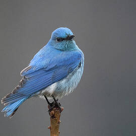 Mountain Bluebird by Joy McAdams