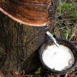 Natural latex dripping from rubber tree