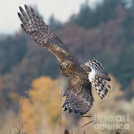 Northern Harrier in Flight by Jackie Follett