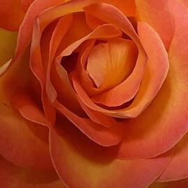 Orange Rose Close Up by Kerstin Epifanio