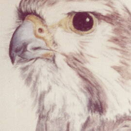 Falco Peregrinus by Barbara Keith