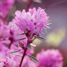 Pink Rhododendron by D Lee