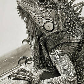 Portrait of an Iguana by Jim Fitzpatrick