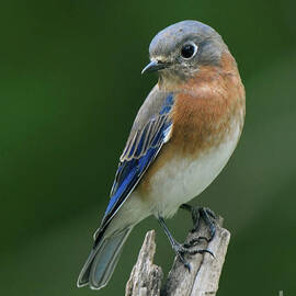 Posing Bluebird by Tina LeCour