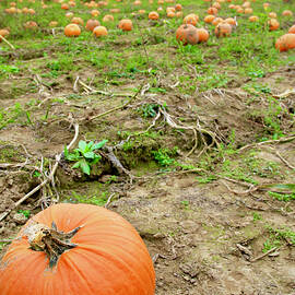 Pumpkin Patch by Keith Rousseau