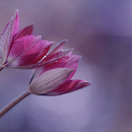Purple tulips by Iwona Sikorska