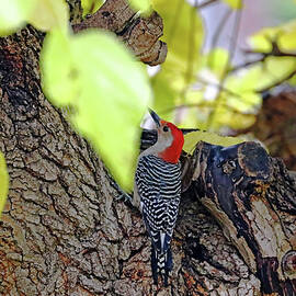  Red Bellied Woodpecker In Mulberry by Debbie Oppermann