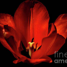 Red Hot Tulip by Sharon Mayhak