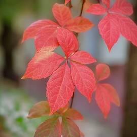 Red leaves 