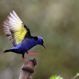 Red legged Honeycreeper by Alex Nikitsin