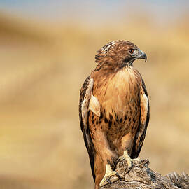 Red-Tailed Hawk 13 by Dawn Key