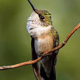 Ruby-throated Hummingbird Has an Itch by Cindy Treger