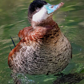 Ruddy Duck by Galen Mills
