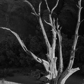 Skeleton of a Tree by S Katz