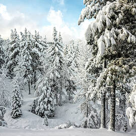 Snow Laden by Maria Coulson