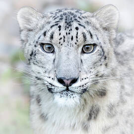Snow Leopard Close Up by Athena Mckinzie