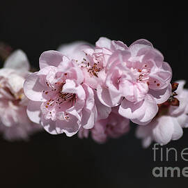 Soft Pink Blossom by Joy Watson