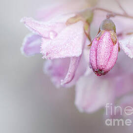 Soft Pink Deutzia Flower Close Up by Andrew Lankester