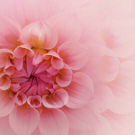 Subtle, Pink Dahlia by Terry Davis