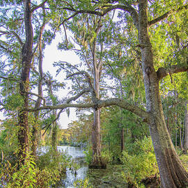 Southern Swamp at Brock Mill Pond - Trenton NC by Bob Decker
