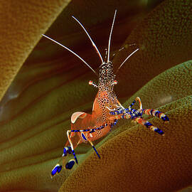 Spotted Cleaner Shrimp by Humberto Ramirez