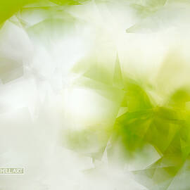 Spring Breeze by Robin Amaral