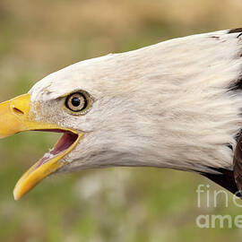 Angry Eagle by Michael Dawson