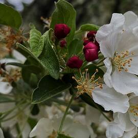 Stunning crab apple blossoms by Thomas Brewster