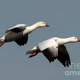 Synchronized Snow Geese by Michael Dawson