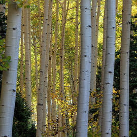 The Light in the Forest by Jim Garrison