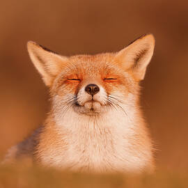 The Smiling Fox by Roeselien Raimond