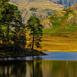 Trees by Blea Tarn, Lake District by Brian Shaw