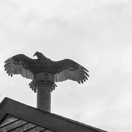 Turkey Vultures Photography by Louis Dallara