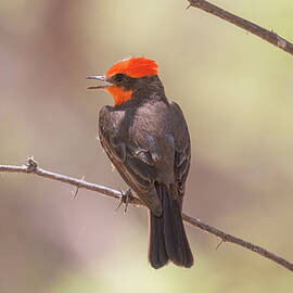 Vermilion Flycatcher by David C Vincent