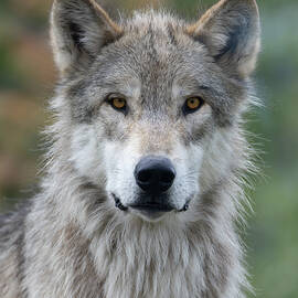 Watching you by Mary Hone