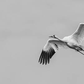 Whooping Crane in Flight by Puttaswamy Ravishankar