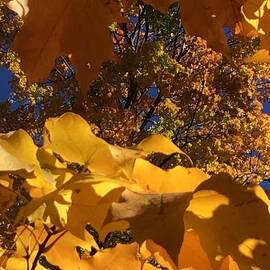Yellow Autumn Leaves by Lynne Paterson