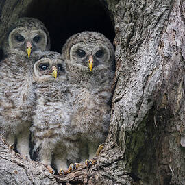 Getting Ready to Fledge by Puttaswamy Ravishankar